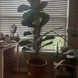 Tall (5’4”) Fiddle Leaf Fig Tree Home plant