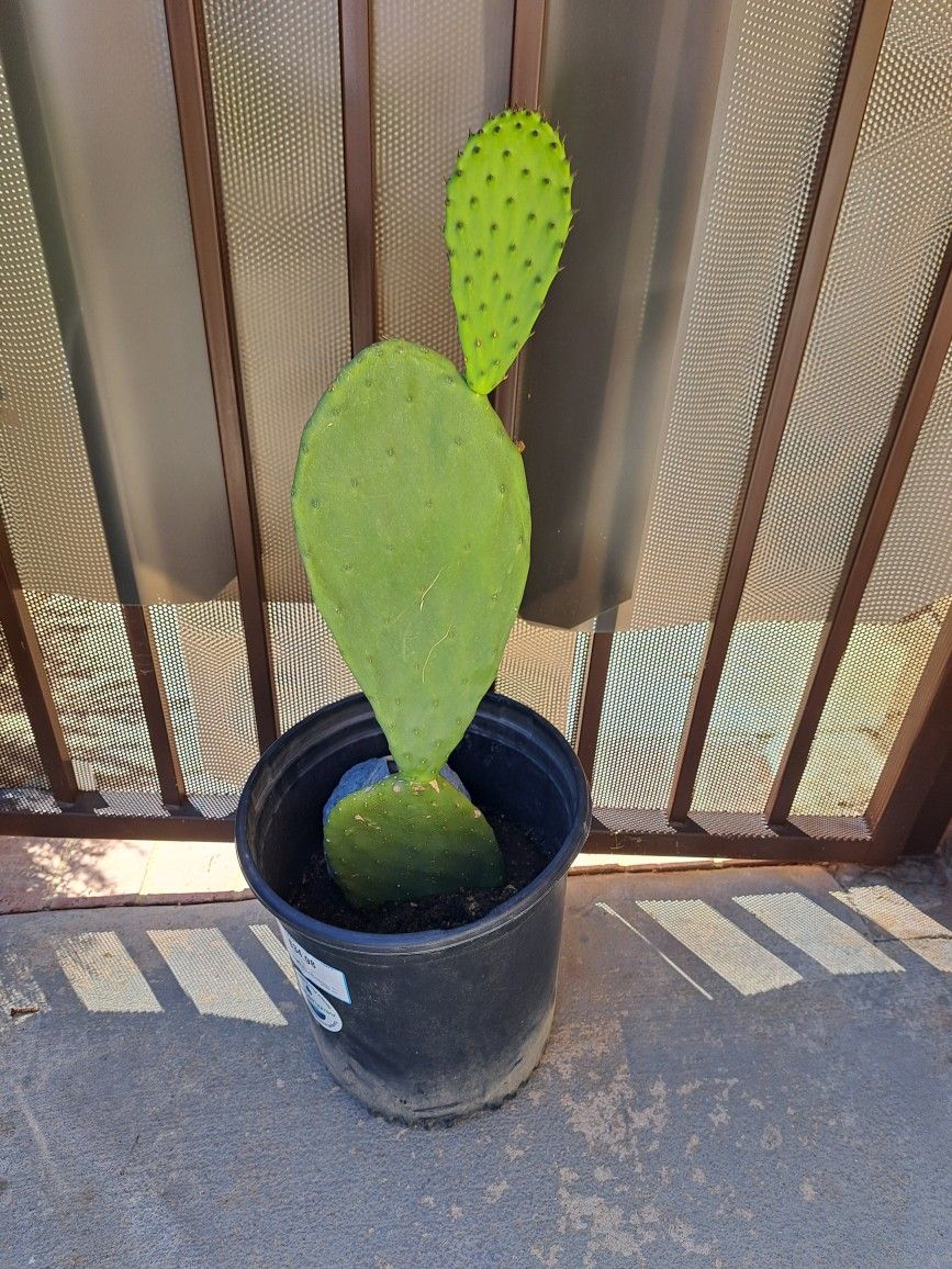 Nopal