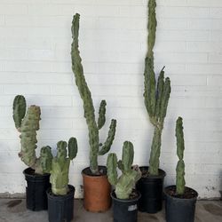 Tall Totem Pole Pachycereus Schottii Monstrous Cactus Cati Plants