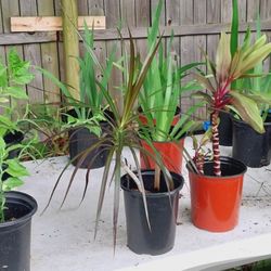 Lots Of Plants 4 For $12