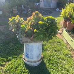 Beautiful Succulent For Sale