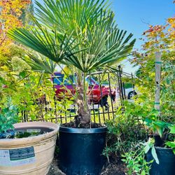 Beautiful Windmill Palm 