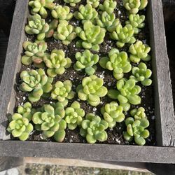 Succulents 