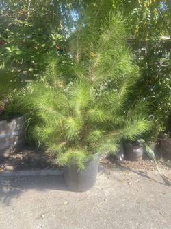 Tree For House For Garden