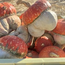 First Faith Pumpkin Patch