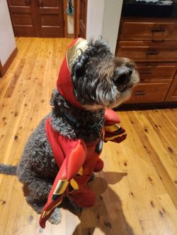XXL Ironman costume for dog