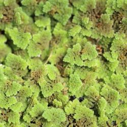 Azolla (Fairy Moss)