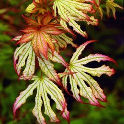 ‘First Ghost’ Semi Dwarf Japanese Maple Trees —
