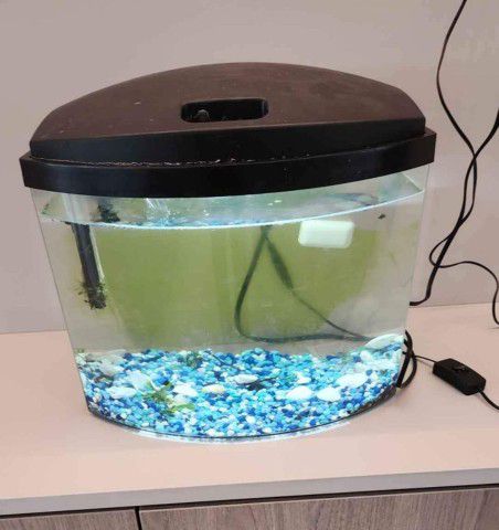 Fish Tank Setup Aquarium 