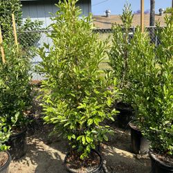 Carolina Cherry Privacy Hedge