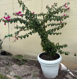 Bougainvillea 5 feet