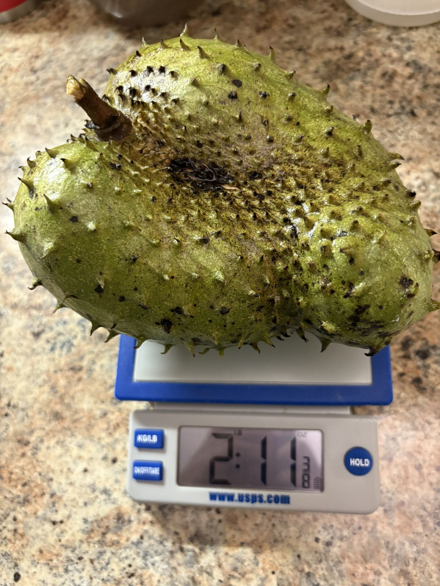 Soursop Graviola Guanabana Freshly Picked