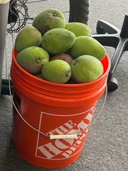 Mango