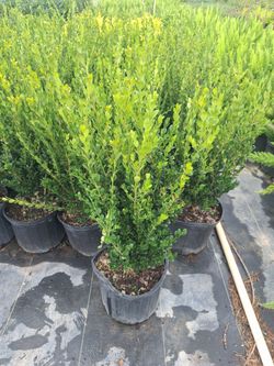 Boxwood
