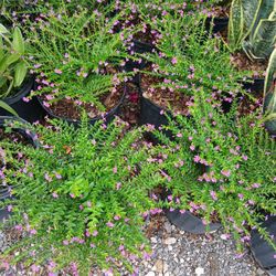 Mexican Heather Hedges 3gl🪻$6
