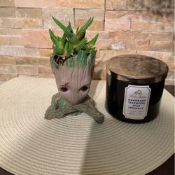 Groot With Succulent 