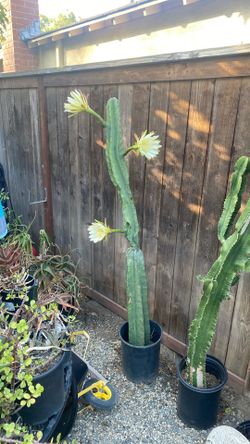 Cactus 