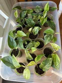Plants $5 each