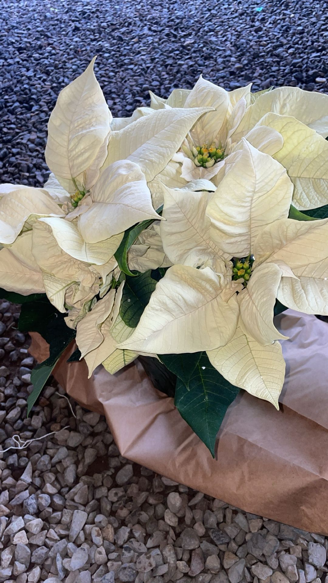 Nochebuena Poinsettias