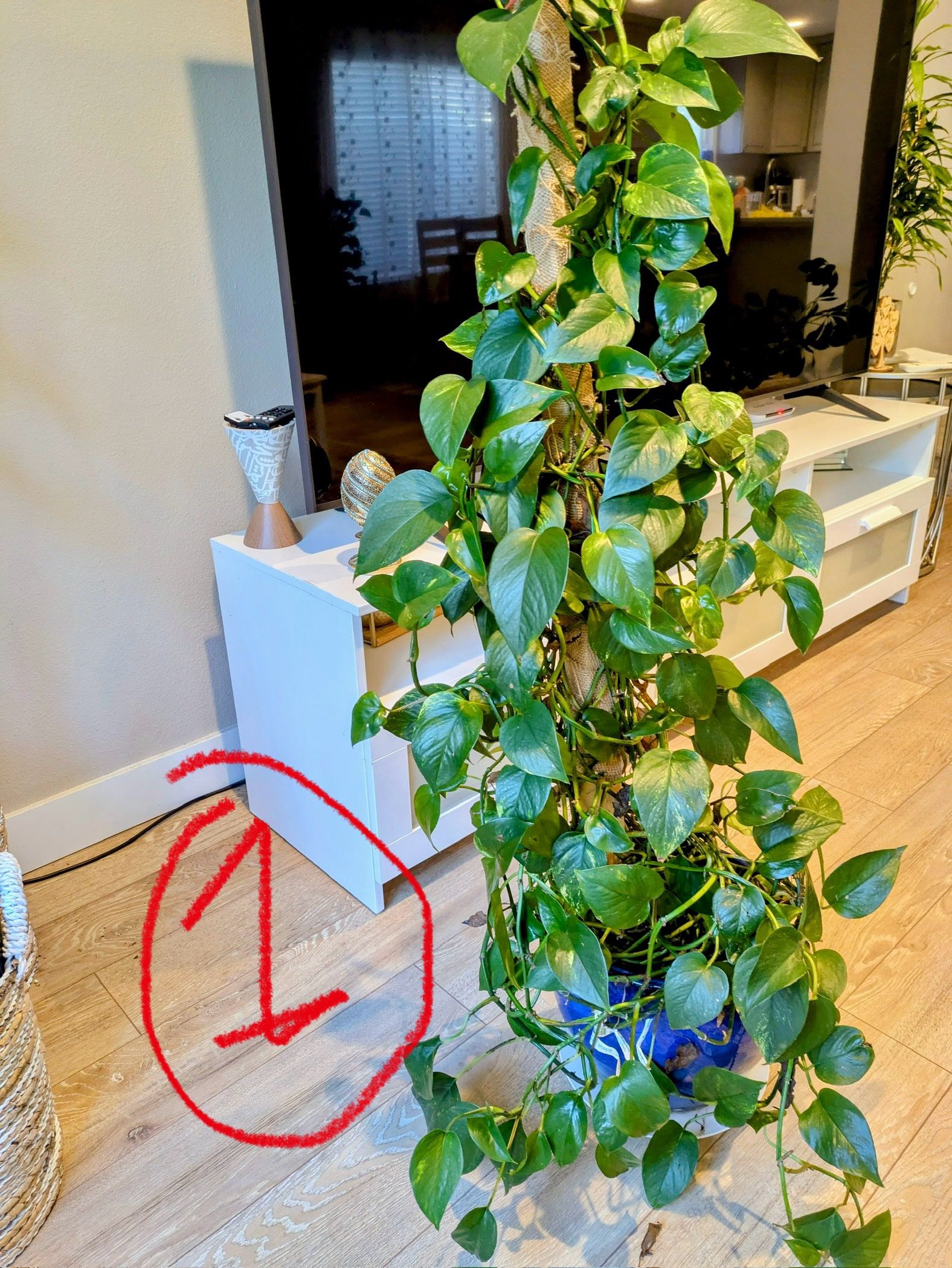 Plants For Sale