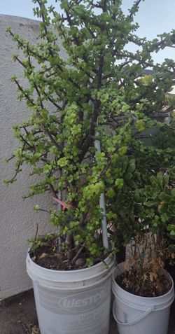 Árbol del dinero o  planta  jade