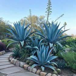 Agave Plant 5ft Tall For Landscape 