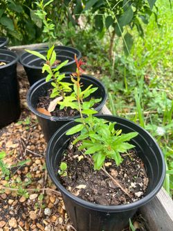 Pomegranate Seedlings