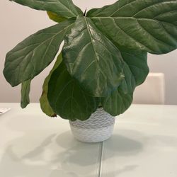 Beautiful Live  Fiddle Leaf 🍃 Tree With Contemporary Vase 