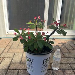 Crown Of Thorns