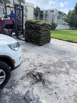 Palmetto sod