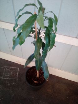 🥭 MANGO 🥭 TREE MANILA