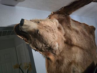 Bear rug taxidermy