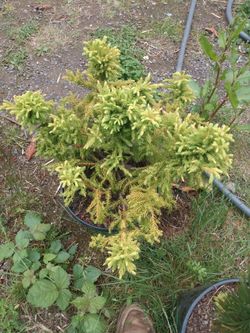 Dwarf Japanese Red Cedar - Cryptomeria Japonica 'Kyoshi'