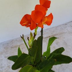 #12  Plant canna lily  perennial with large and colorful flowers.