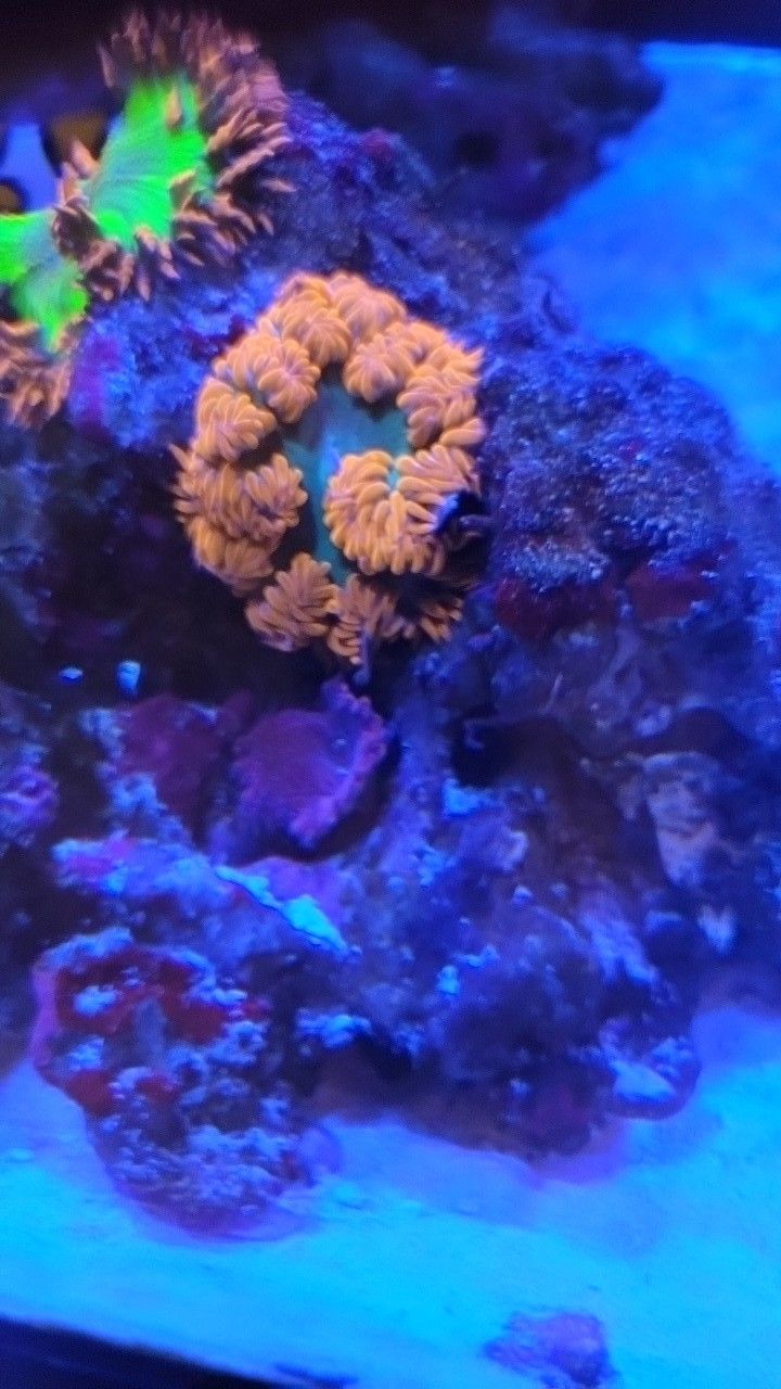 80 Gallon Saltwater Aquarium Tank.