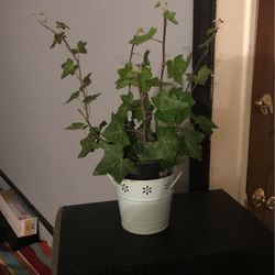 Planta