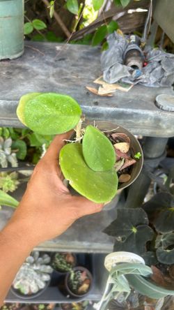Hoya obovata plant