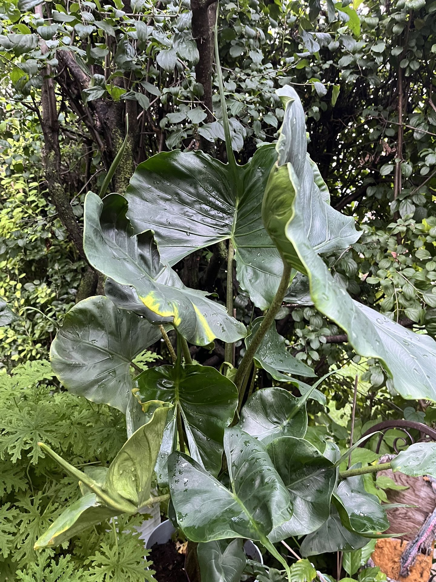 Sting Ray Plant In 10” Pot
