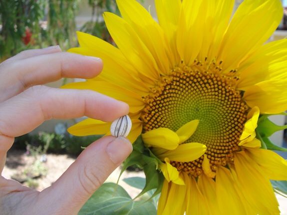 sunflower carmel hybrid 🌻🌿 2 for $5