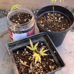 $15 Each Green Japanese Maple Tree Live Plant Great to Train for Bonsai