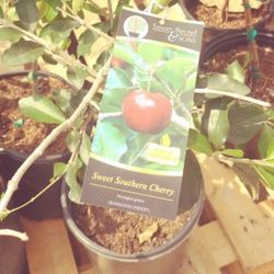 Sweet Southern Cherry Fully Grown Starter Plant In 1 Gallon Pot