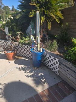 Cactus in decorative pot