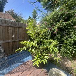 Strawberry Guava Tree/bush