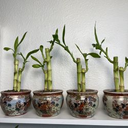 Lucky Bamboo Plants ($5 each with vase)