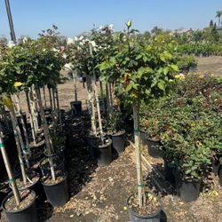 Rose Tree 5gallon