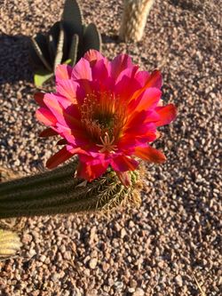 Torch Cactus Clipping