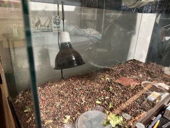 Large reptile cage plus heat lamp and extra bulb