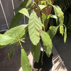 Avocado Tree