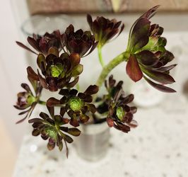 Gorgeous Purple Rose Aeonium Succulents Live Healthy Plant Indoor Outdoor Home Office Window Decor Gift Favor 