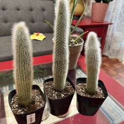 ❤️Silver Torch Cactus❤️5” pot $10 Each